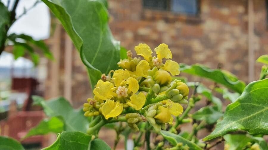Bunchosia glandulifera flower