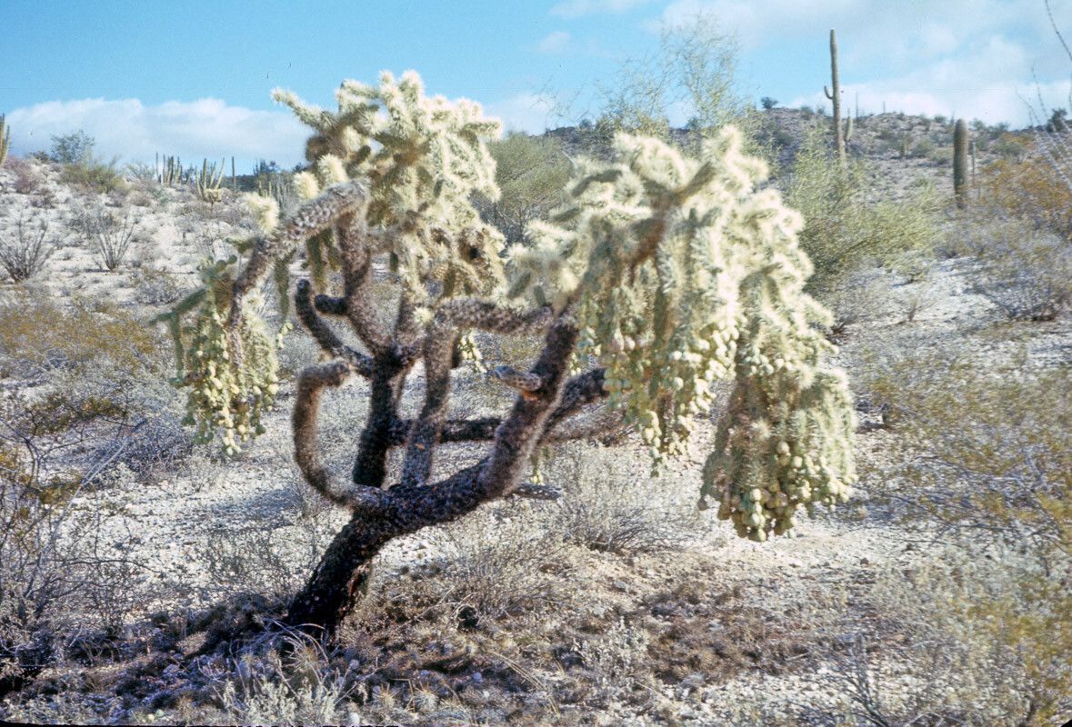 Cylindropuntia fulgida bark