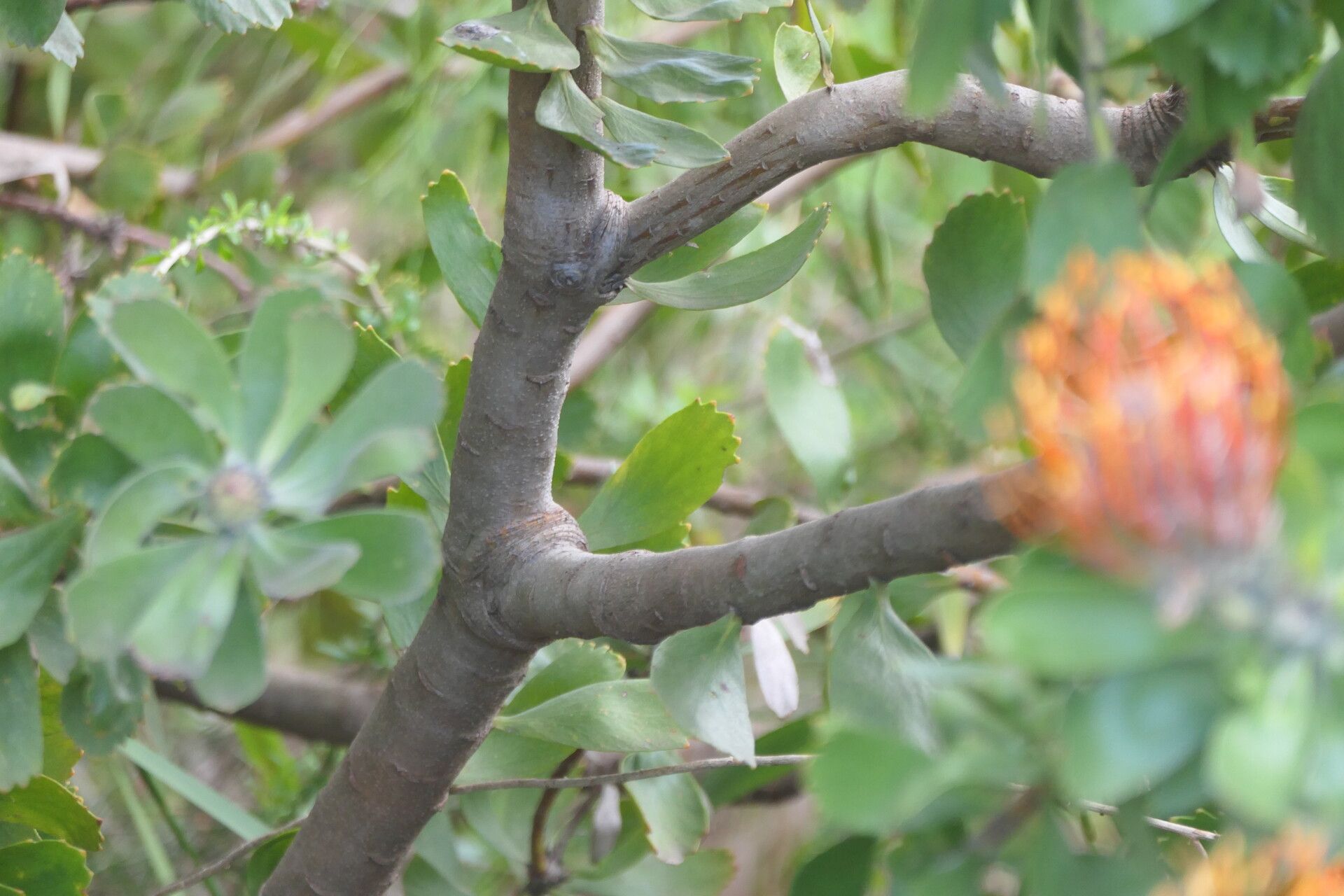 Leucospermum praecox bark