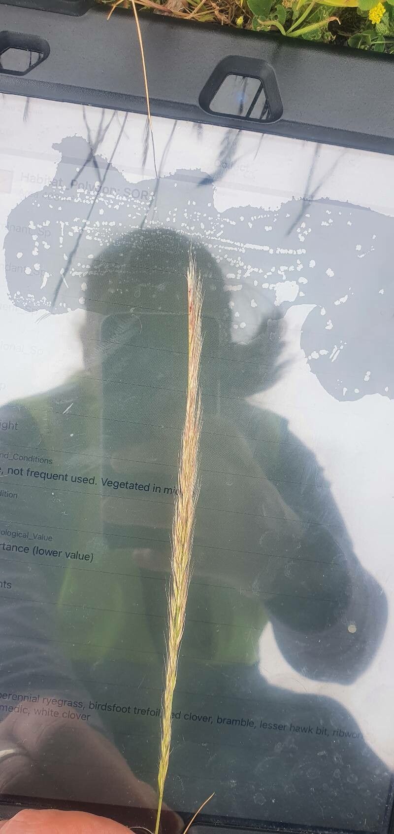 Vulpia ciliata flower