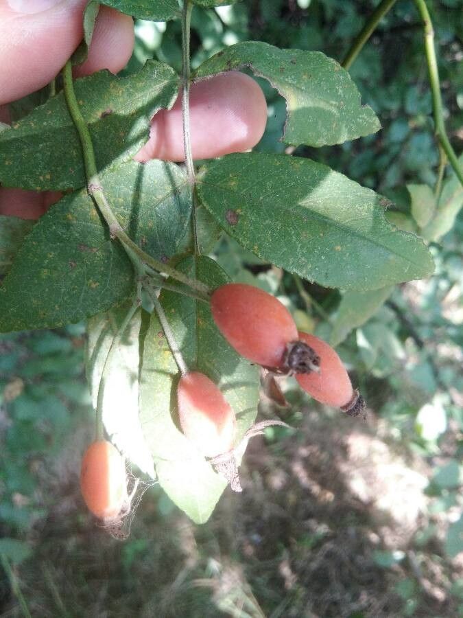 Rosa tomentosa fruit
