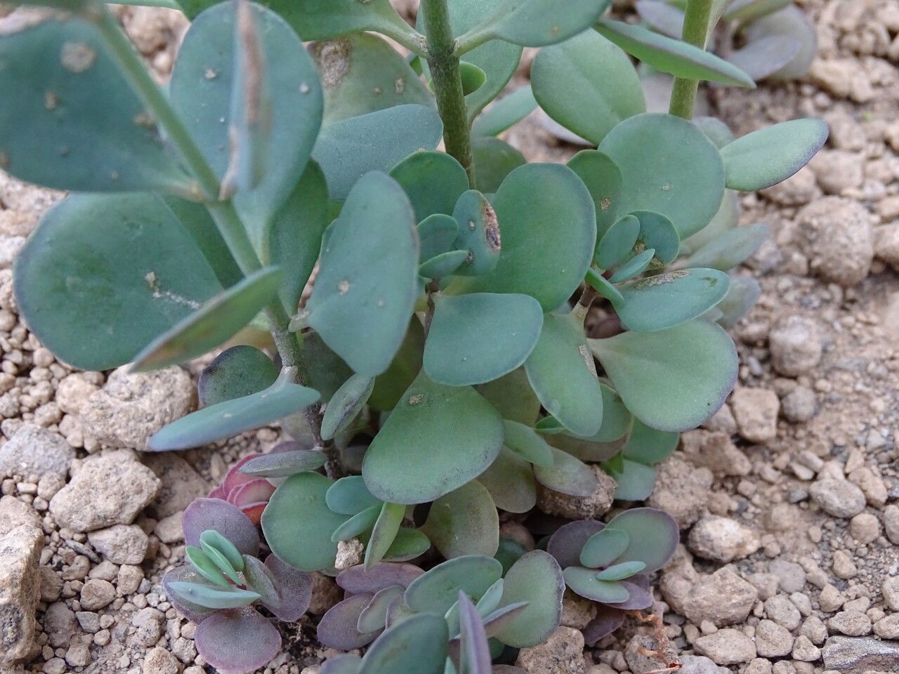 Kalanchoe integrifolia — search result for 'Kalanchoe'