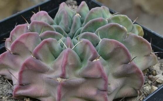 Lobivia obrepanda habit