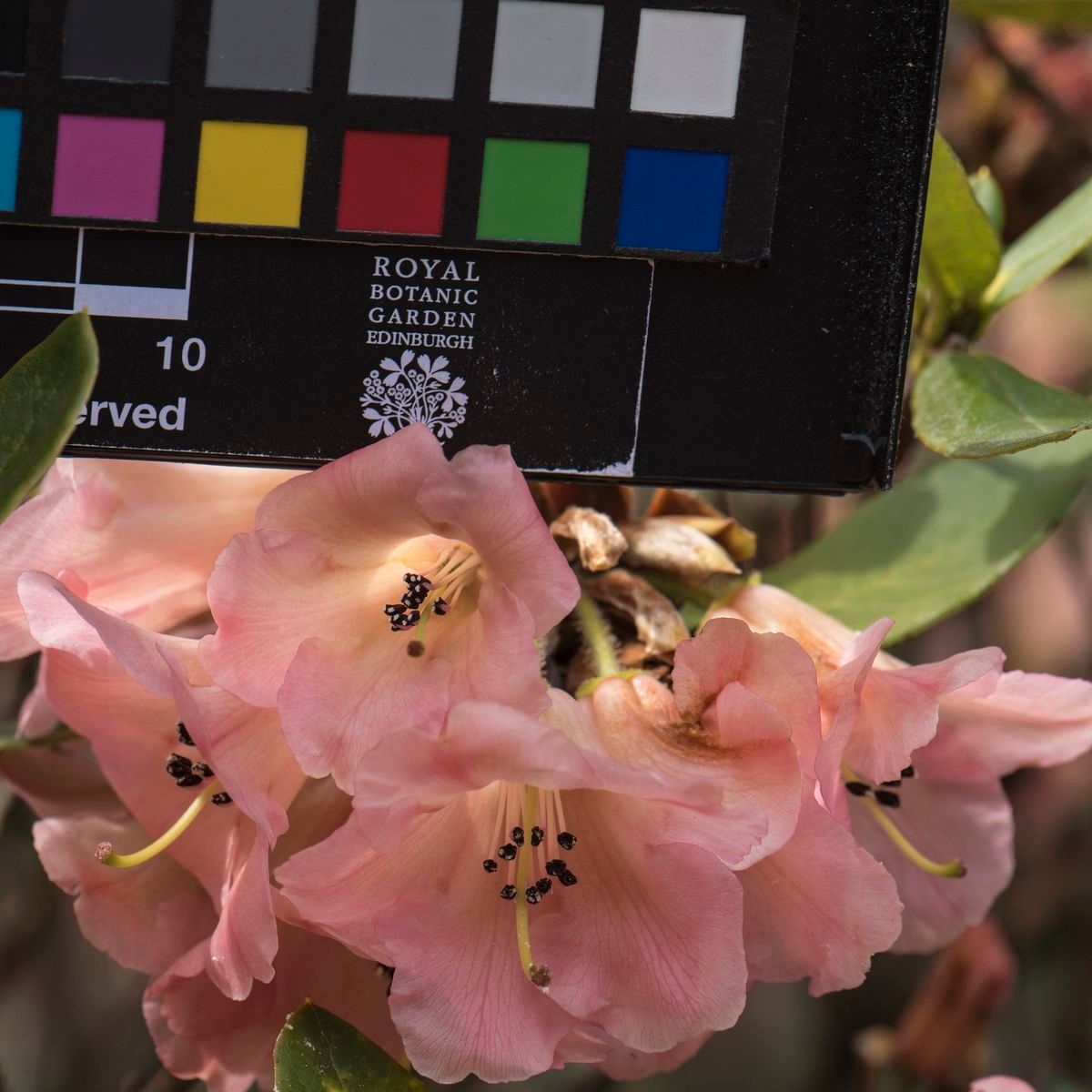 Rhododendron temenium flower