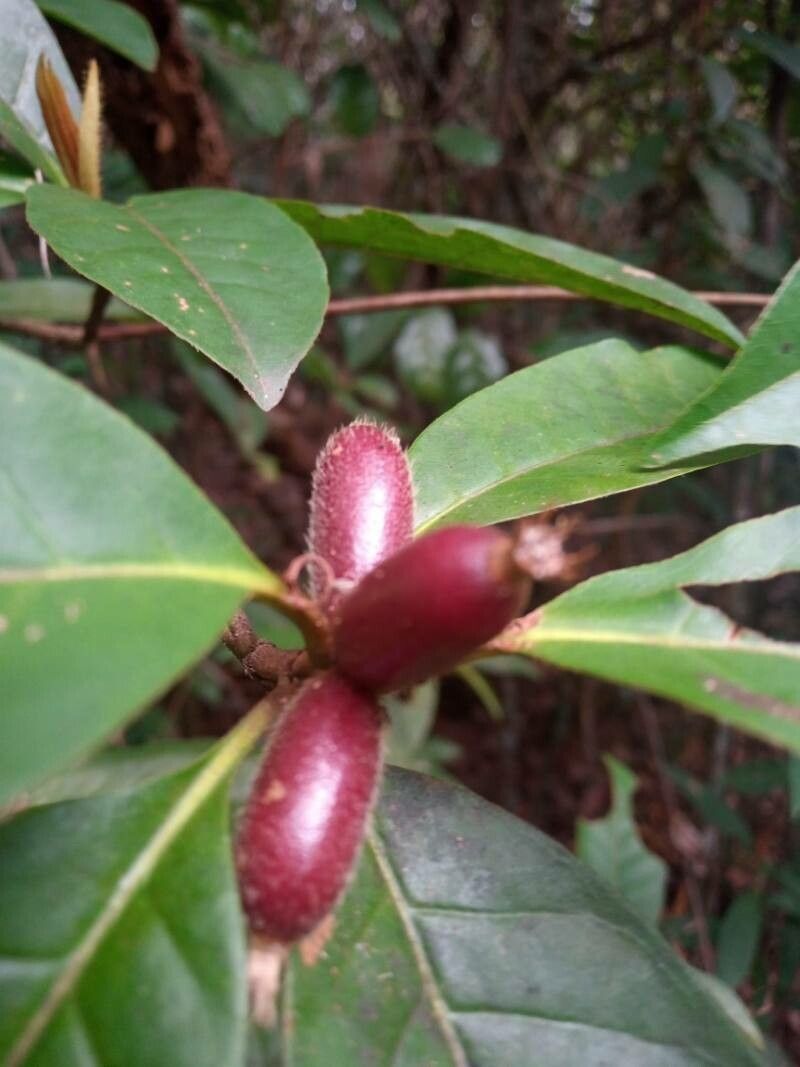Pycnandra gordoniifolia fruit