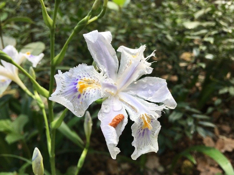 Iris formosana — search result for 'Iris'