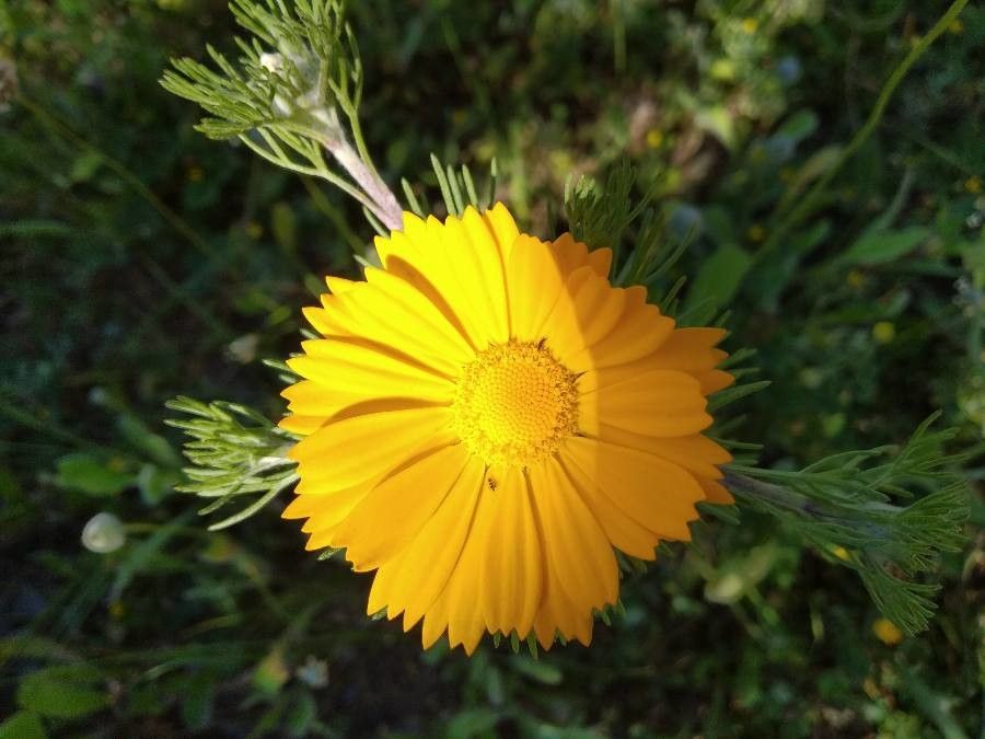 Cladanthus arabicus flower