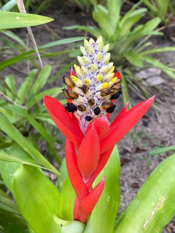 Aechmea lamarchei — search result for 'Aechmea'