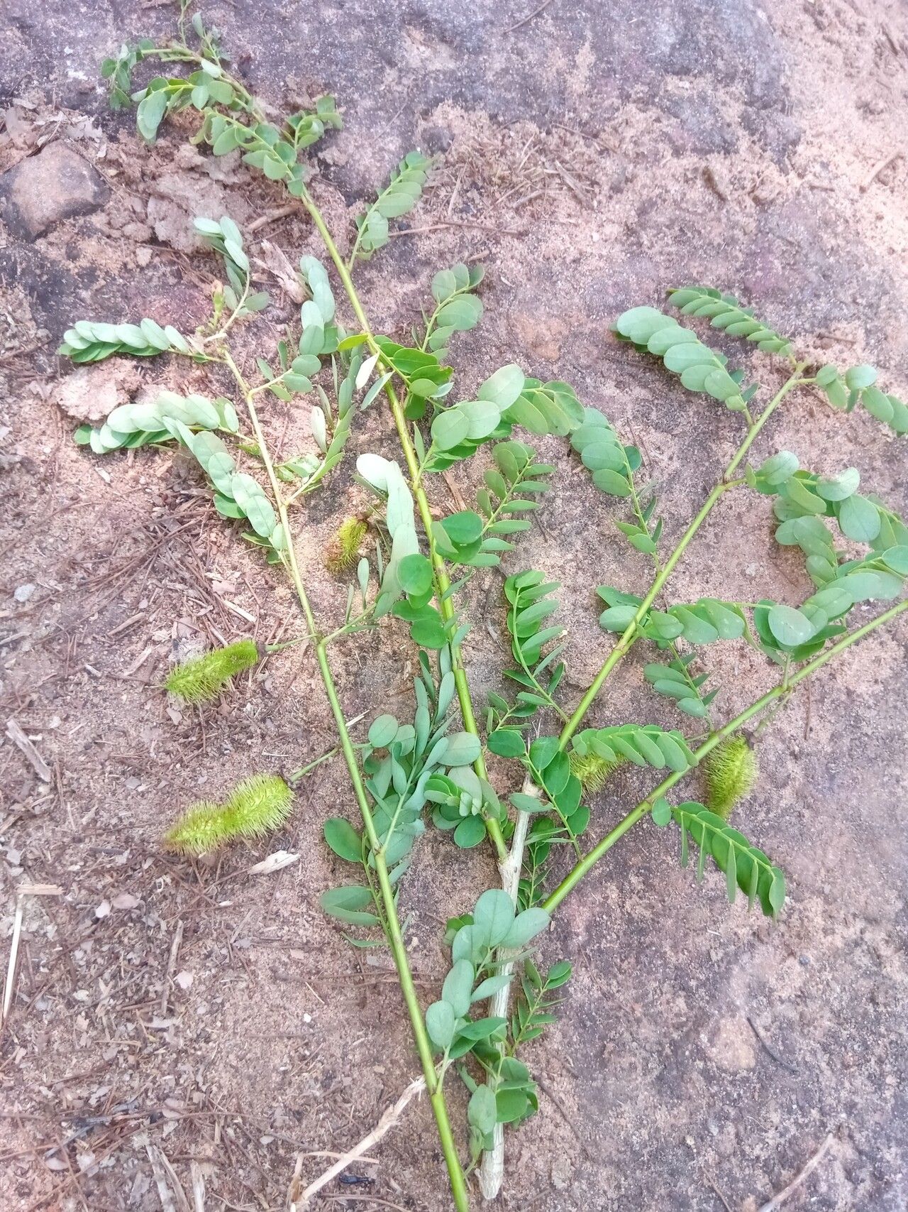 Ormocarpum drakei — related species from the same genus