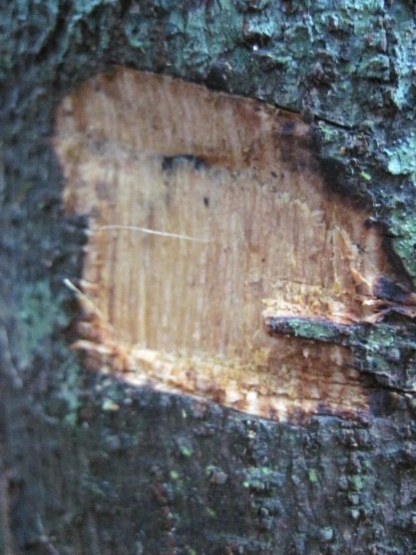 Annona prevostiae other