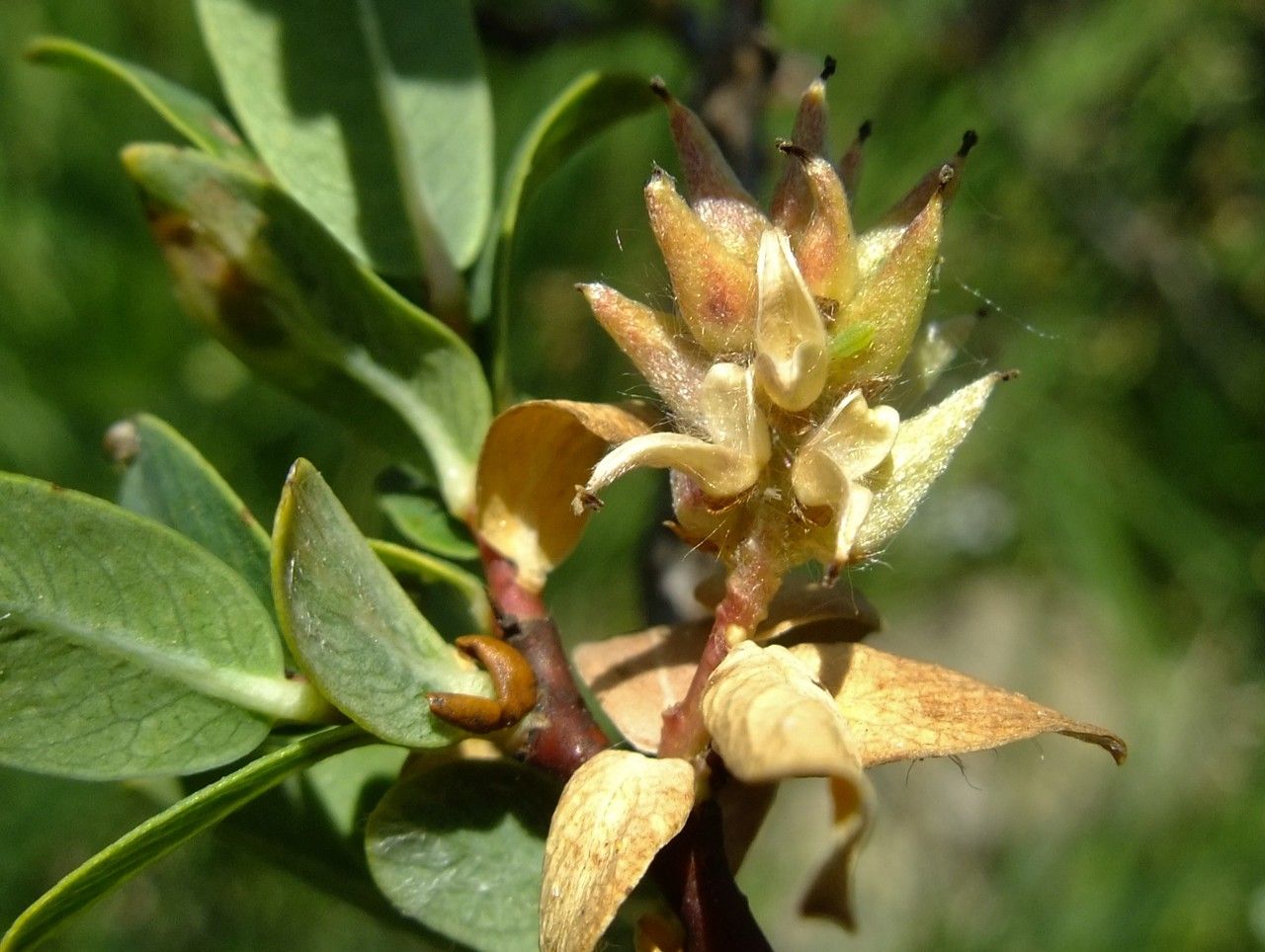Salix caesia fruit