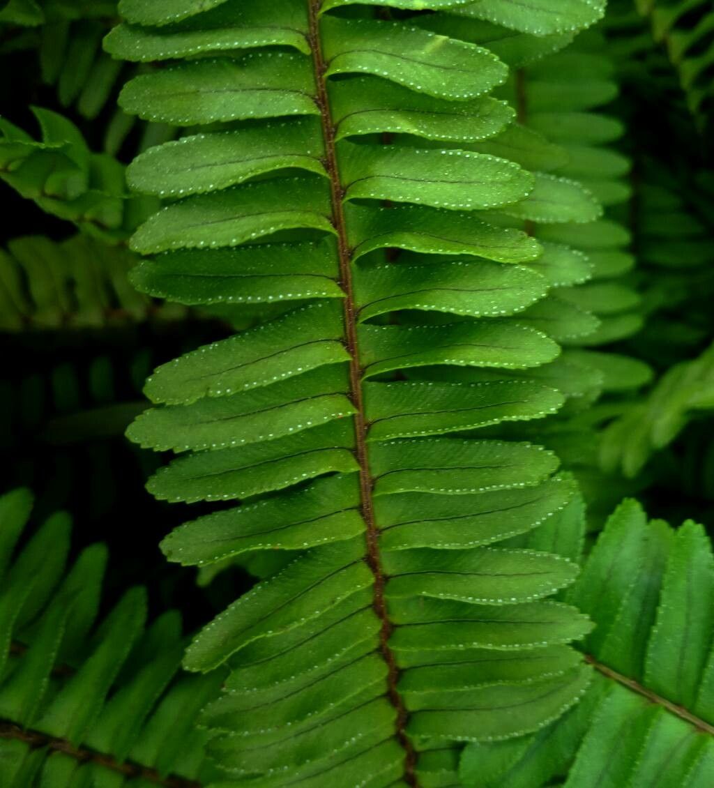 Nephrolepis rivularis leaf