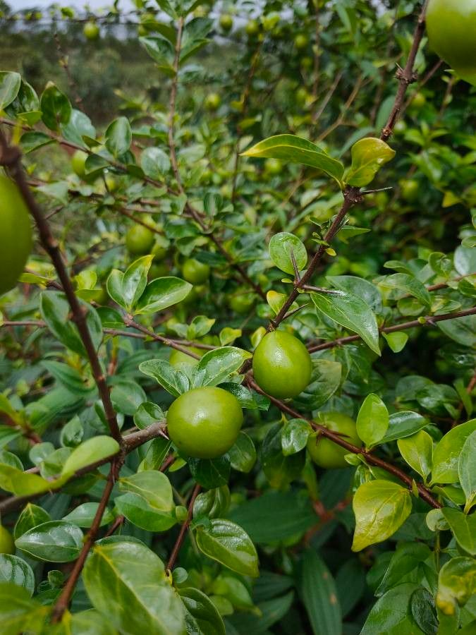 Canthium horridum fruit