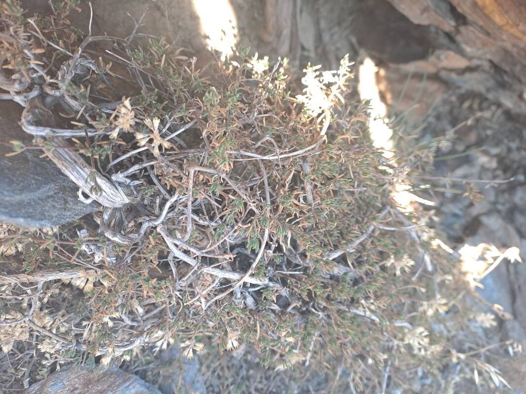 Thymus serpylloides — search result for 'Thymus'