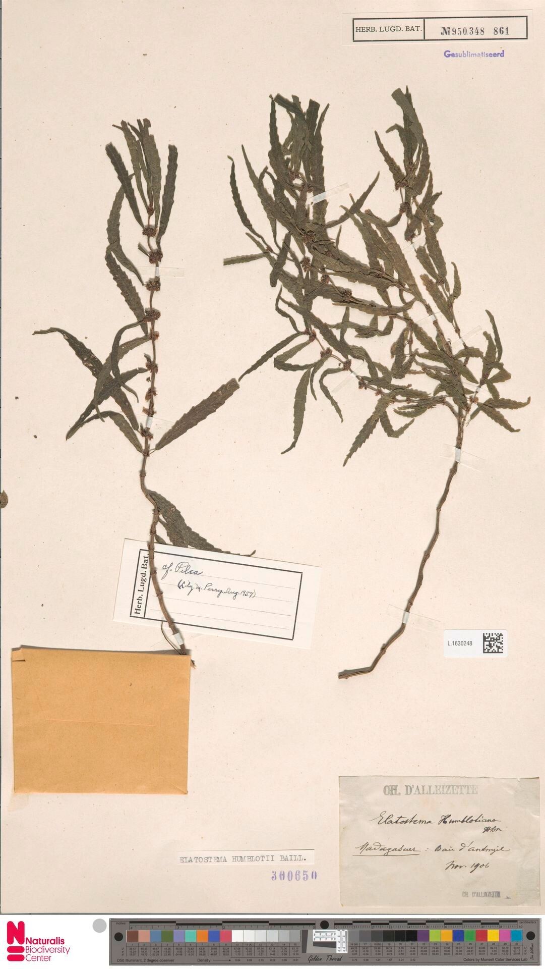 Elatostema humblotii — related species from the same genus