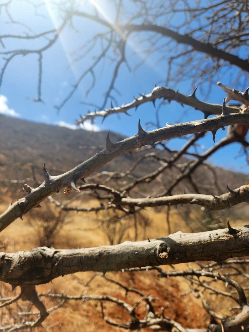 Erythrina melanacantha habit