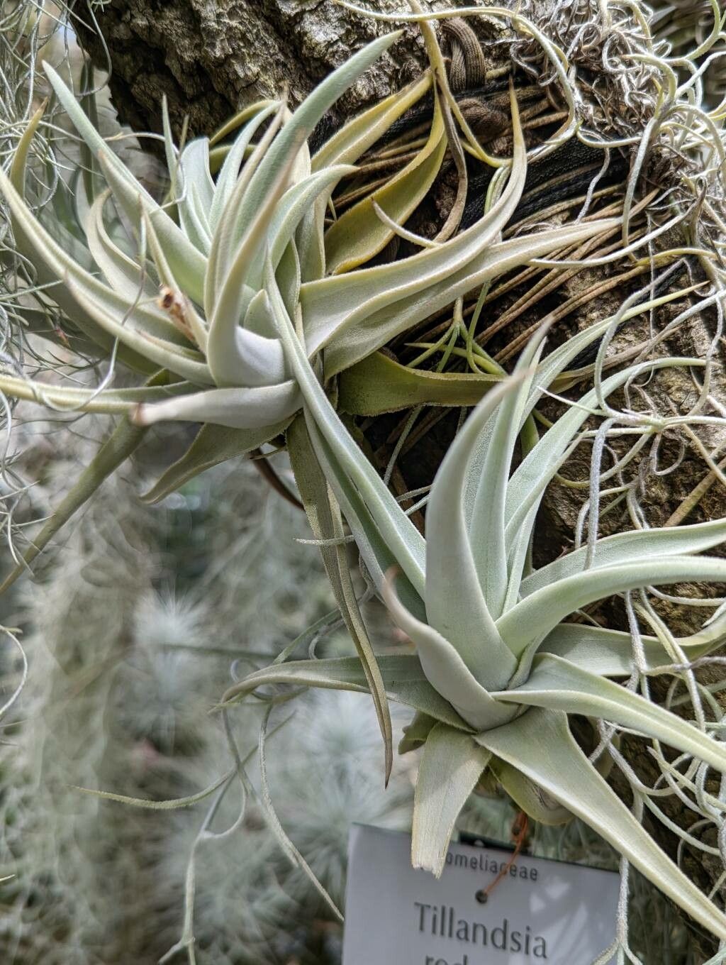 Tillandsia reducta habit