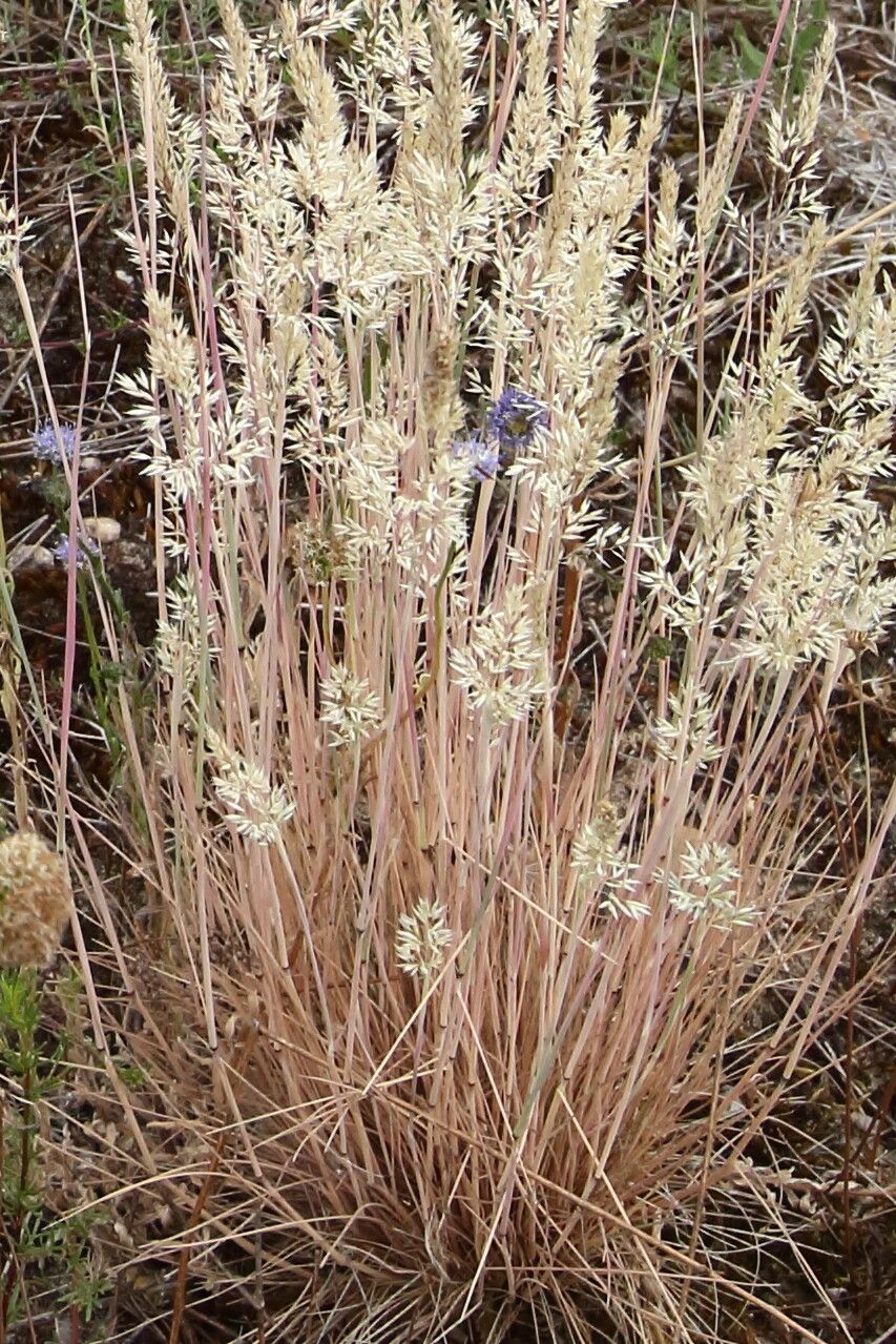 Corynephorus canescens flower