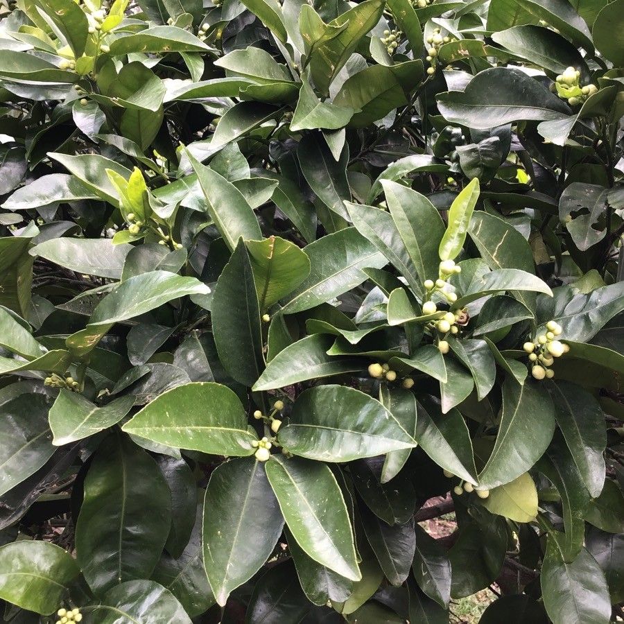 Citrus paradisi leaf