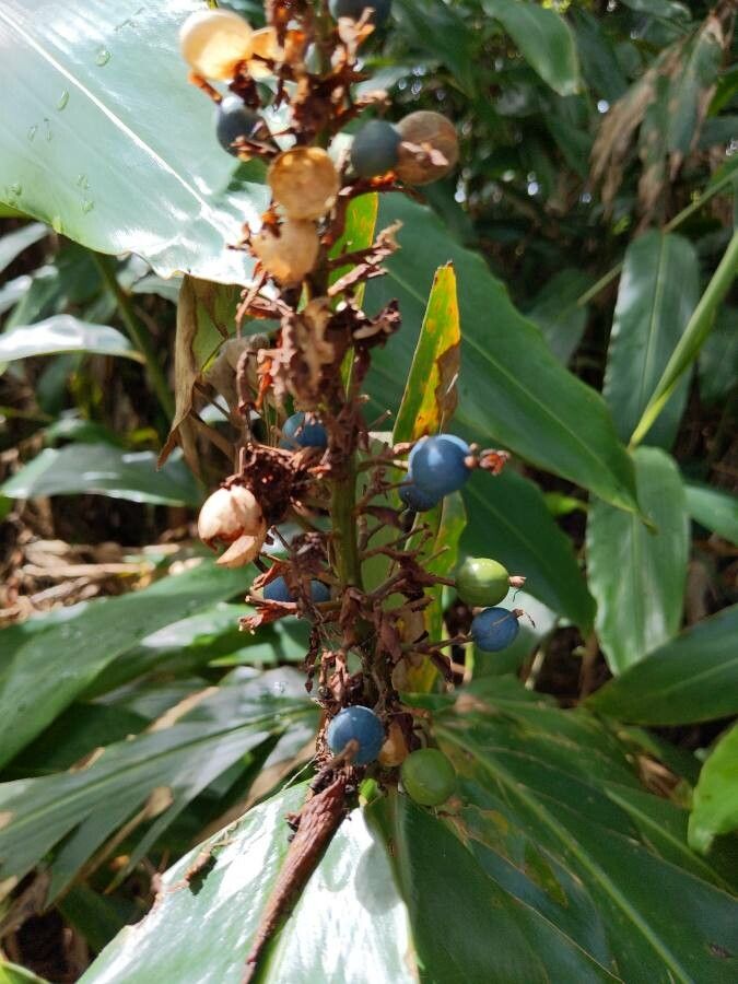 Alpinia caerulea fruit