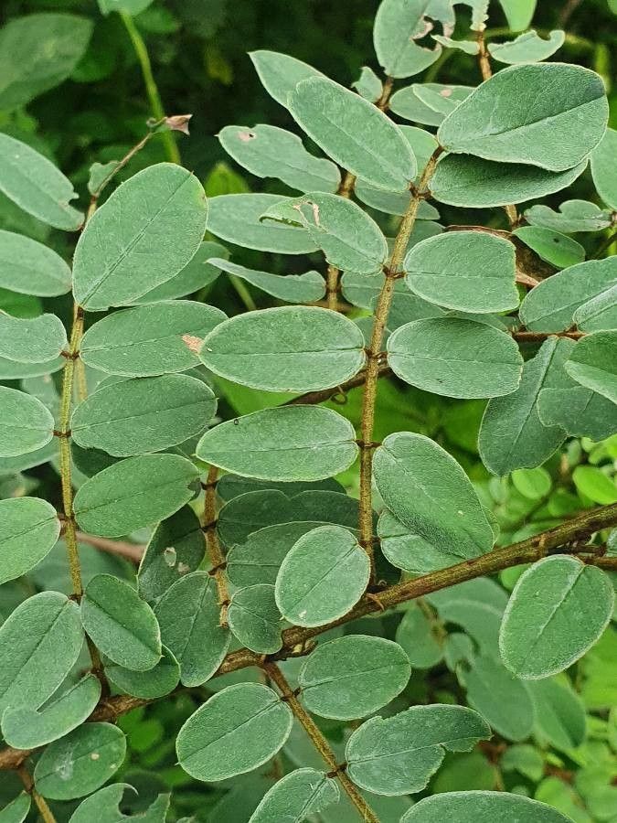 Indigofera swaziensis — search result for 'Indigofera'