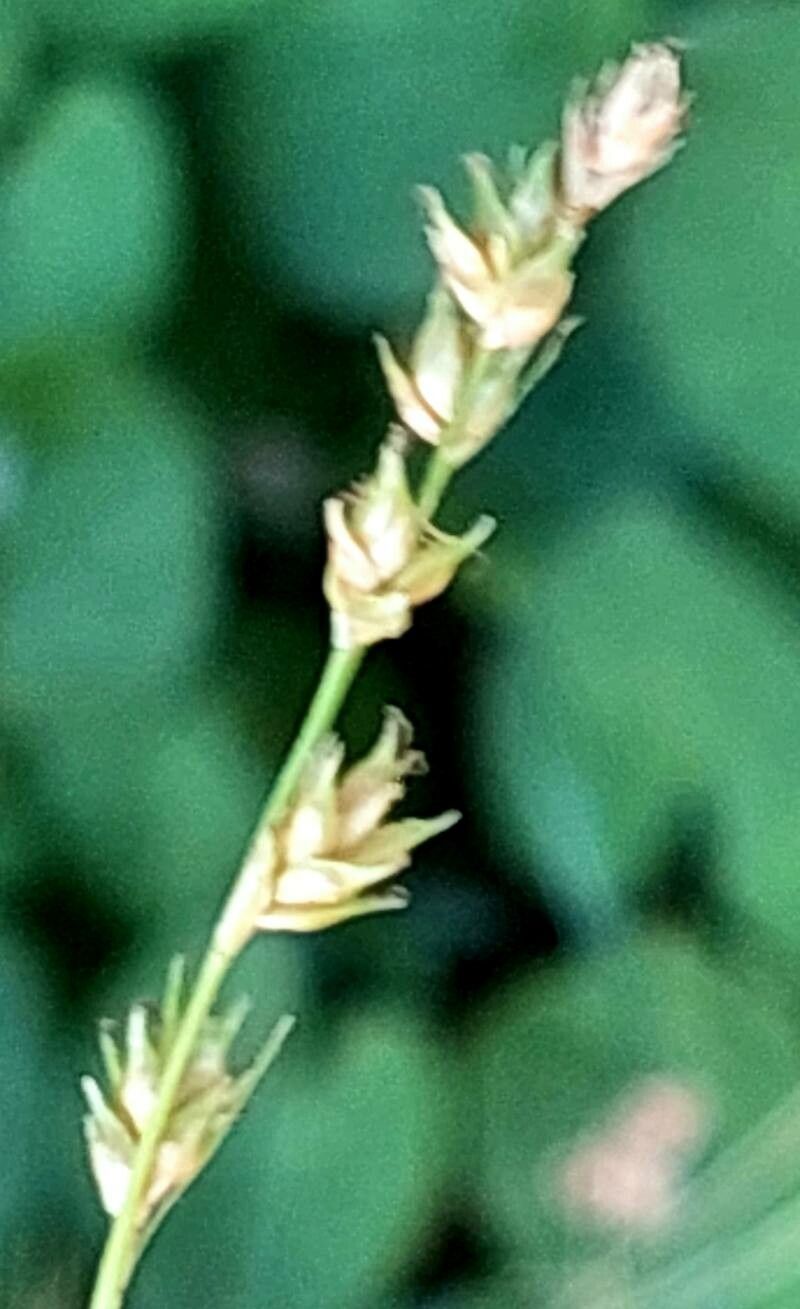 Carex laeviculmis — houseplant care guide