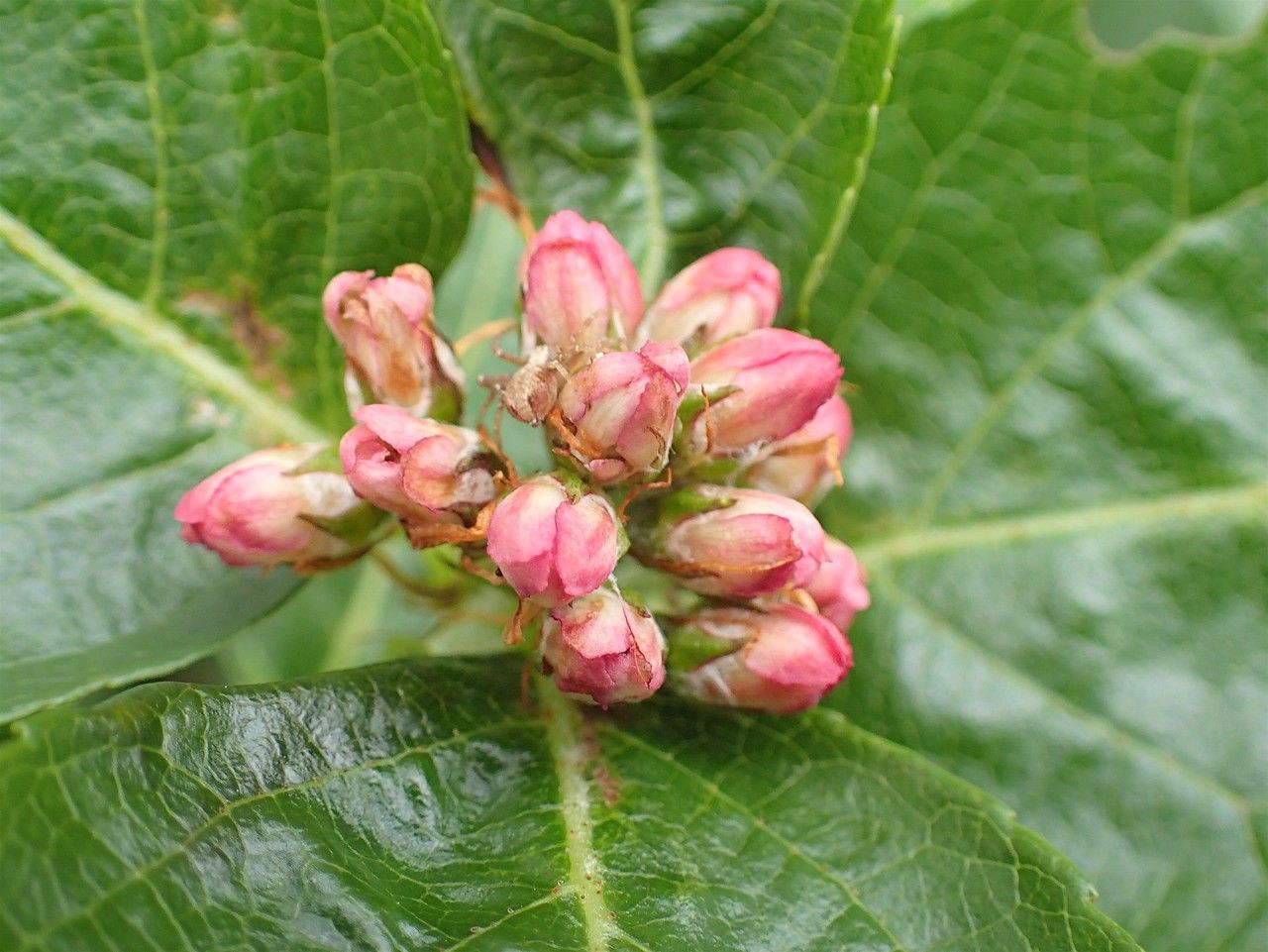 Sorbus chamaemespilus flower