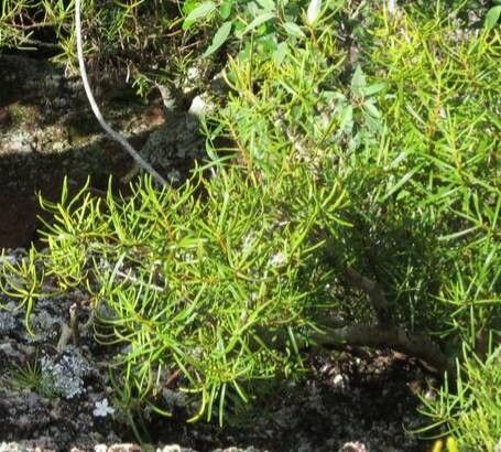 Calandrinia galapagosa habit
