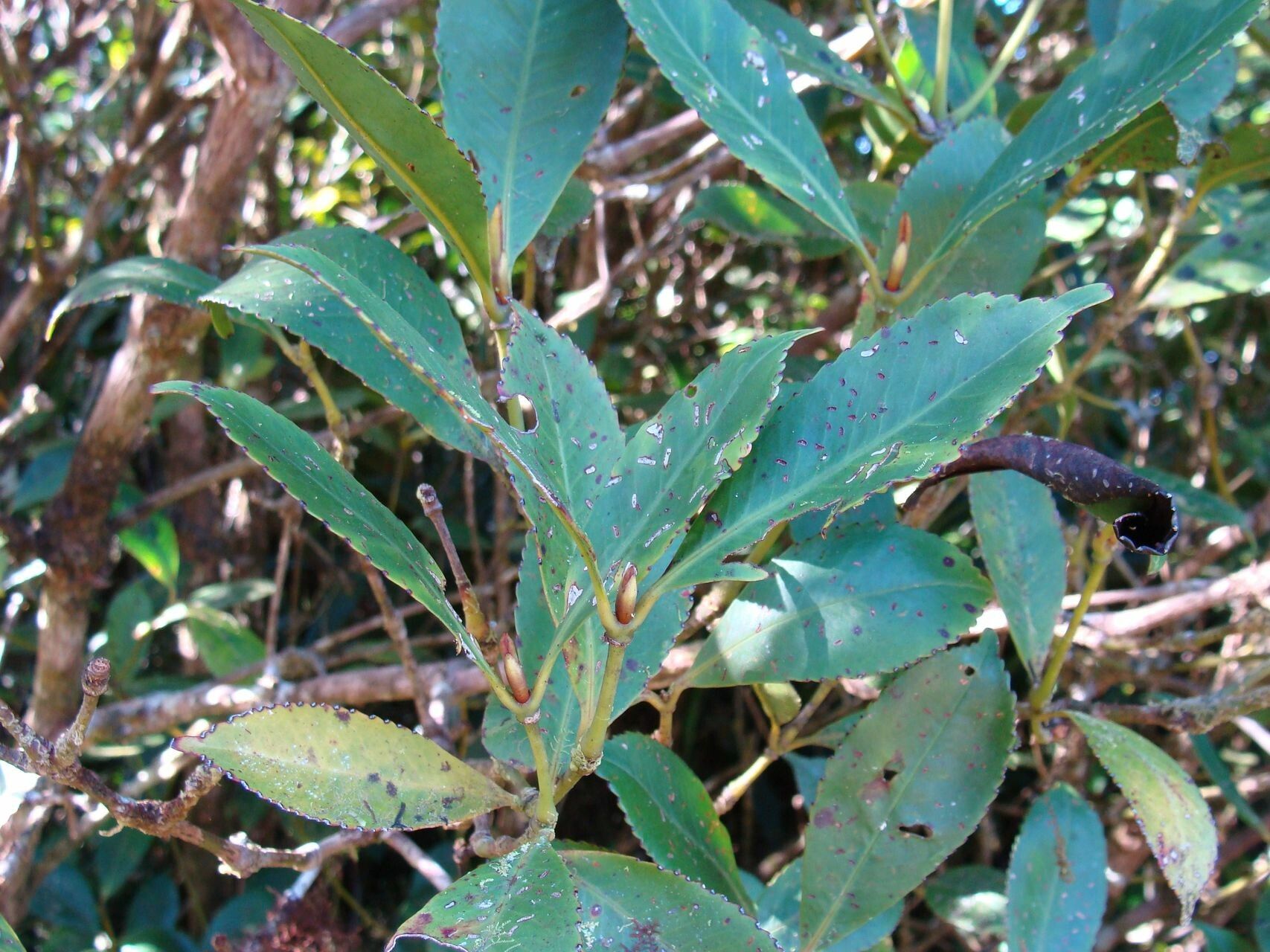 Ascarina solmsiana — related species from the same genus