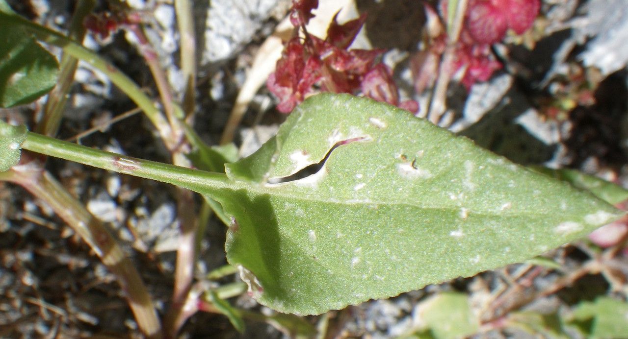 Rumex cyprius leaf