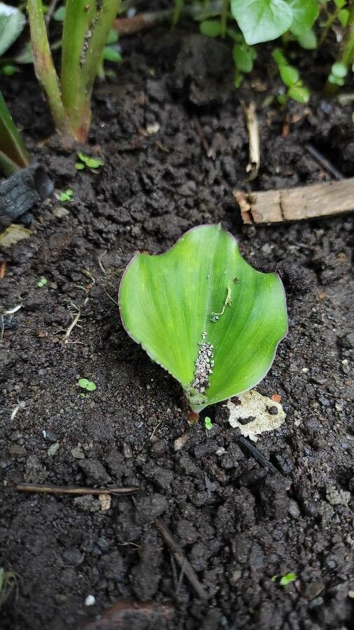 Kaempferia galanga leaf