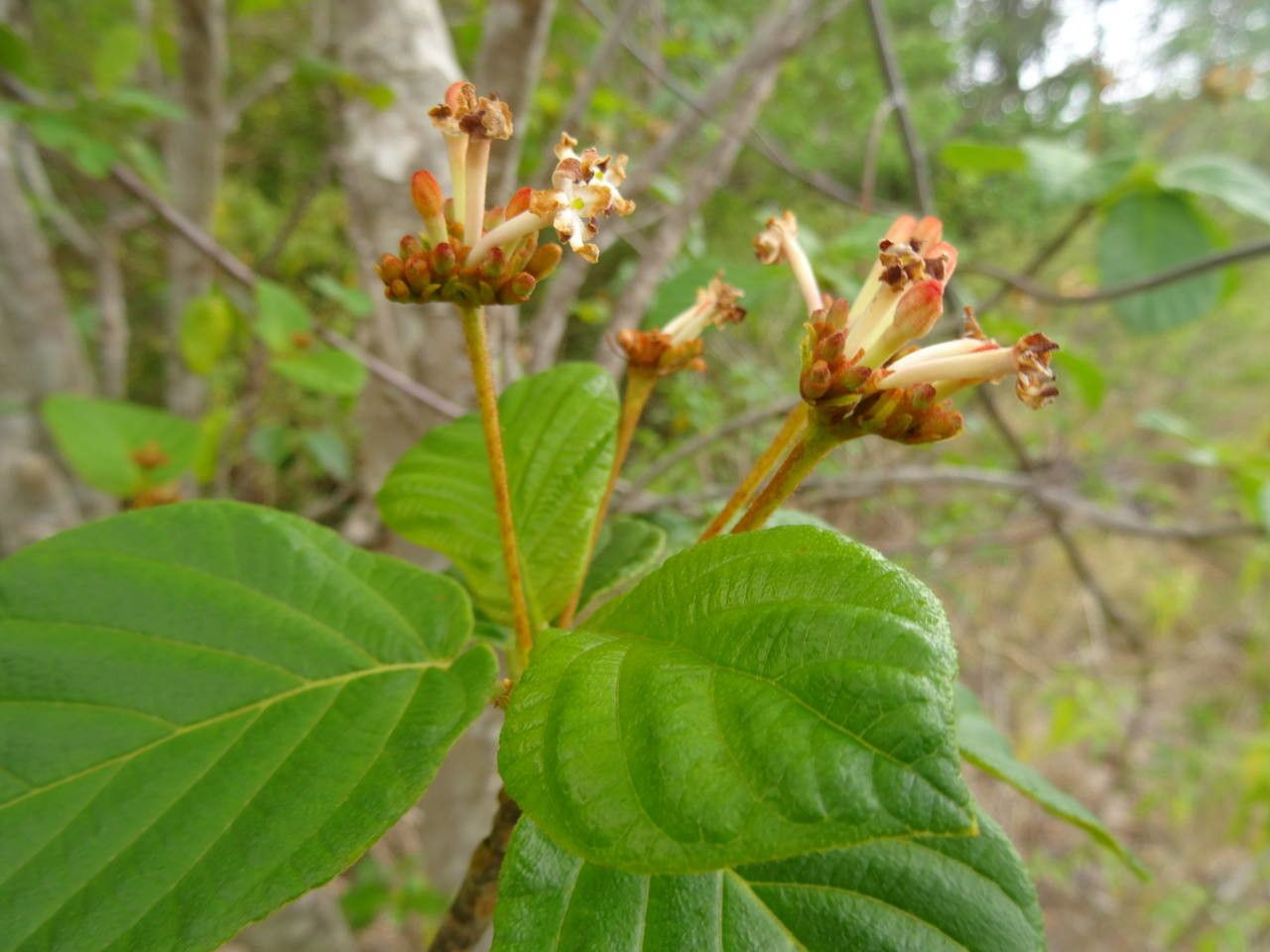 Guettarda scabra flower
