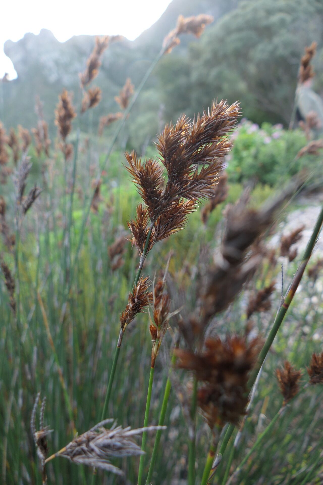Thamnochortus lucens — related species from the same genus
