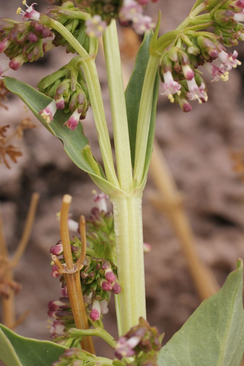 Valeriana urbani bark