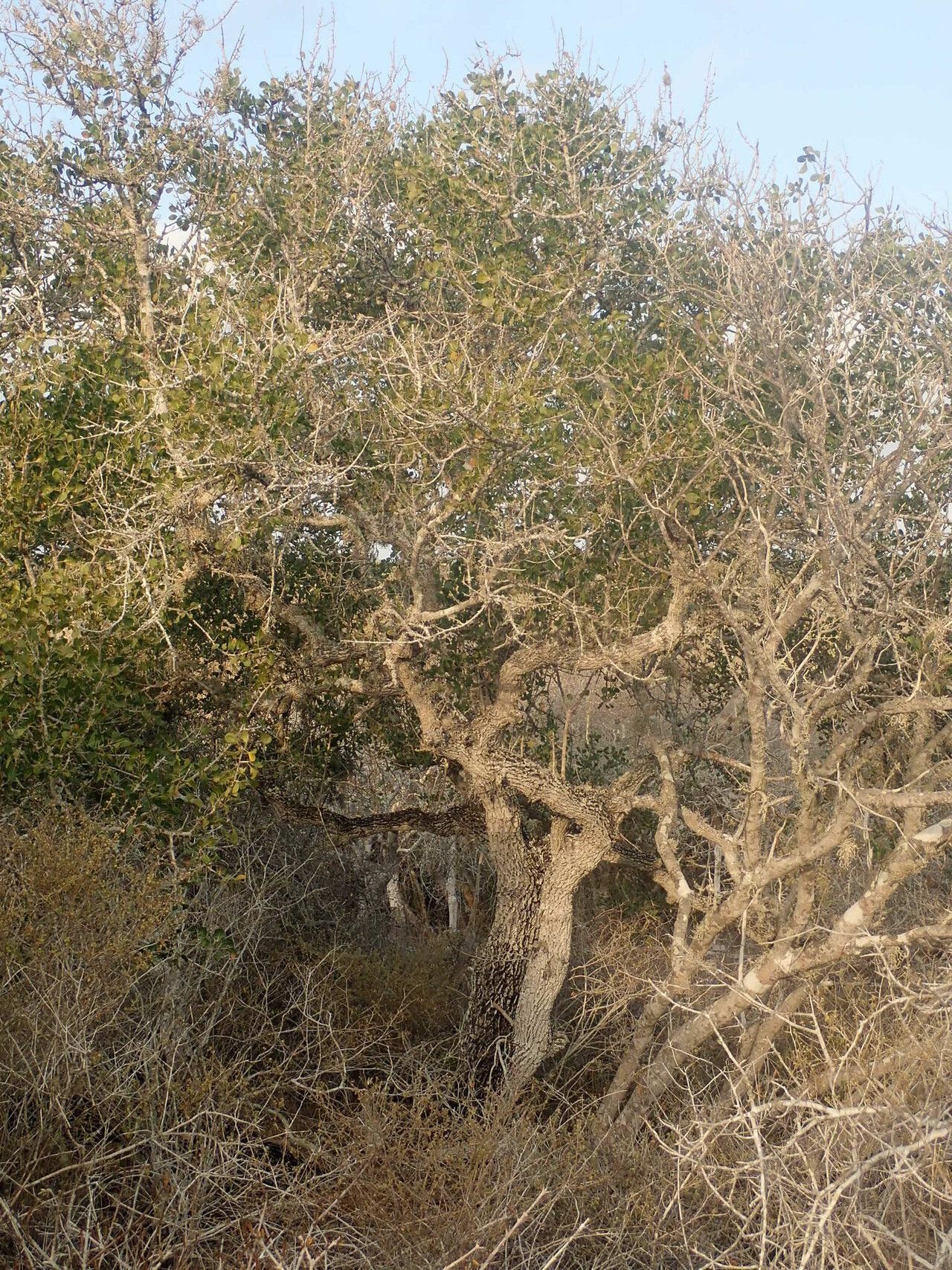 Viscum echinocarpum habit