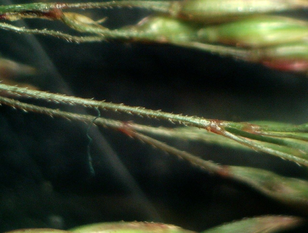 Agrostis × dimorpholemma leaf
