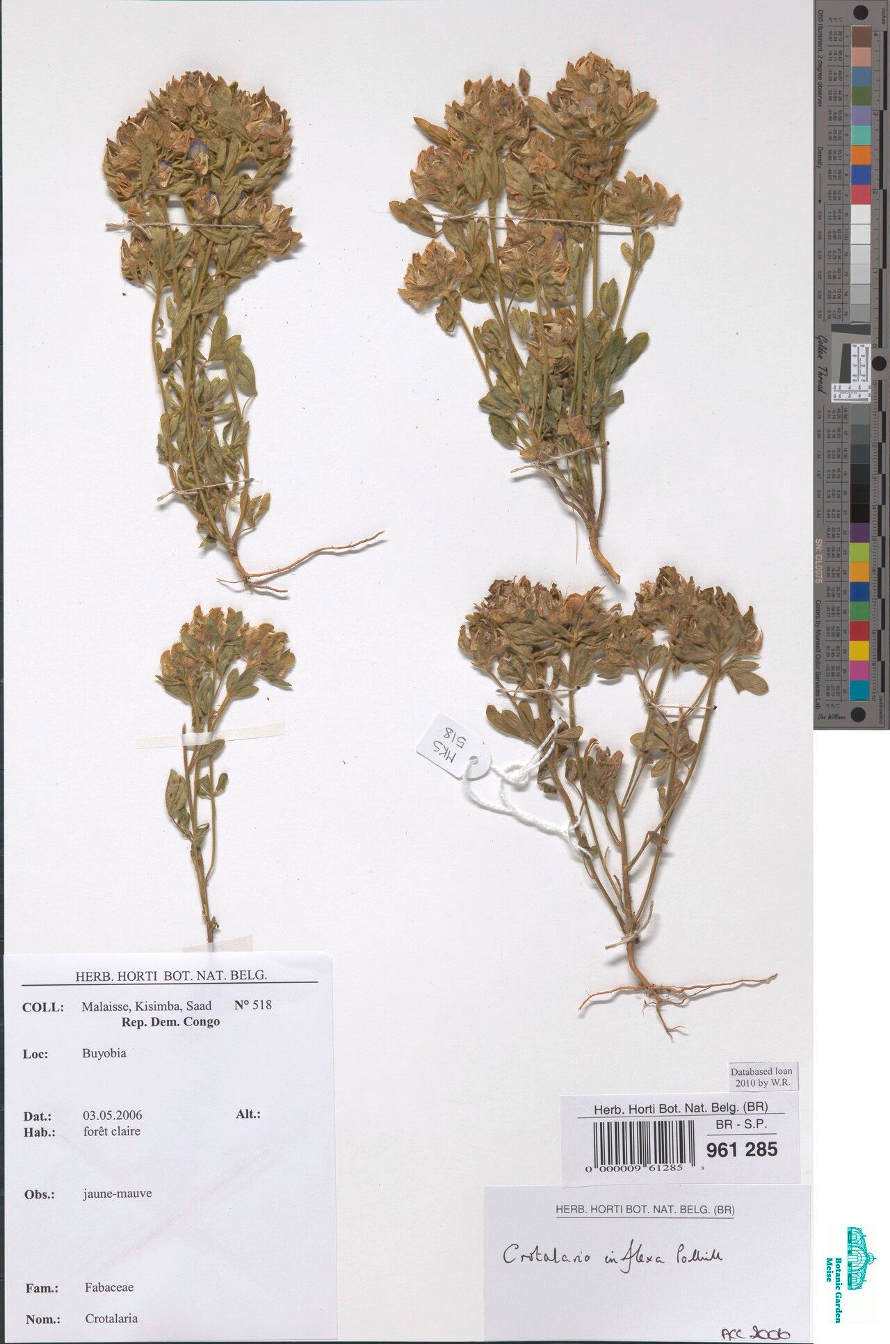 Crotalaria inflexa — houseplant care guide