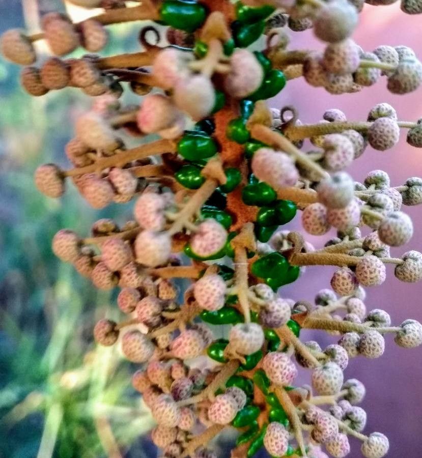 Mabea fistulifera fruit