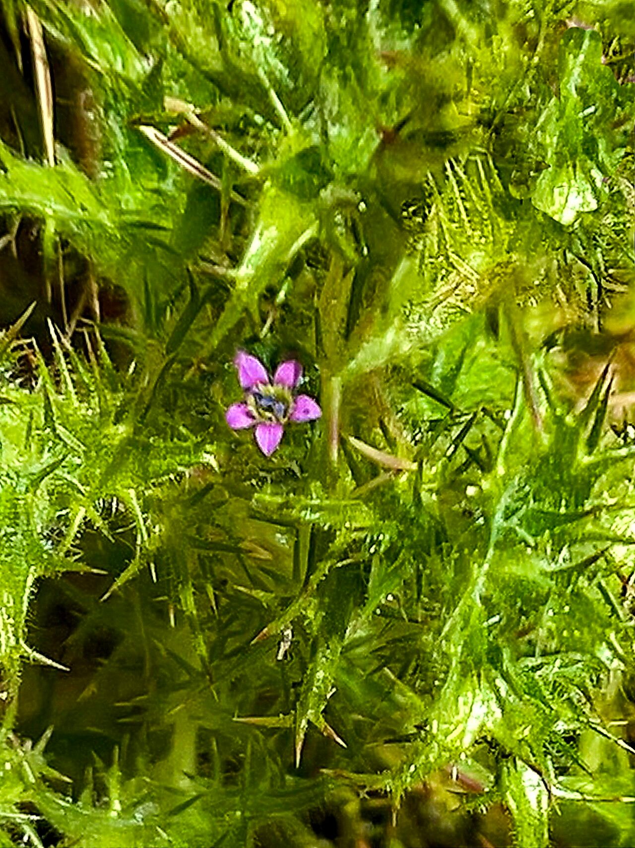 Navarretia atractyloides — related species from the same genus