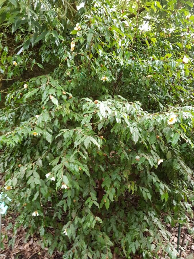 Camellia yunnanensis habit