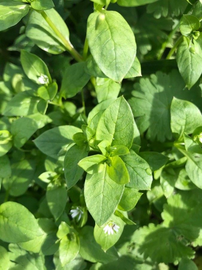 Stellaria neglecta leaf