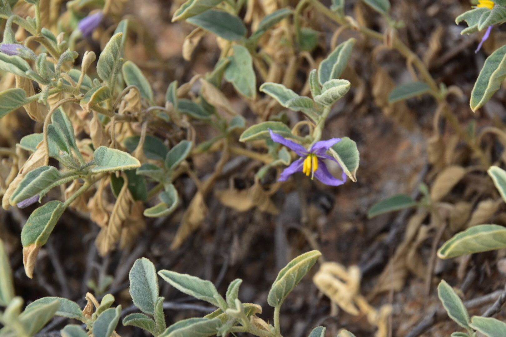 Solanum unispinum — houseplant care guide