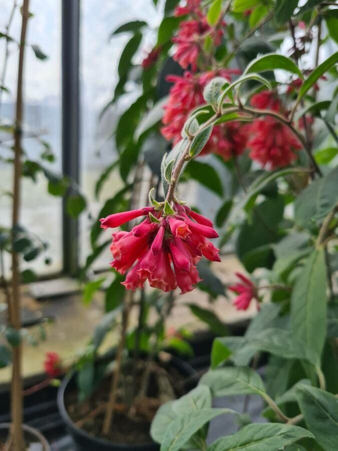 Cestrum fasciculatum flower
