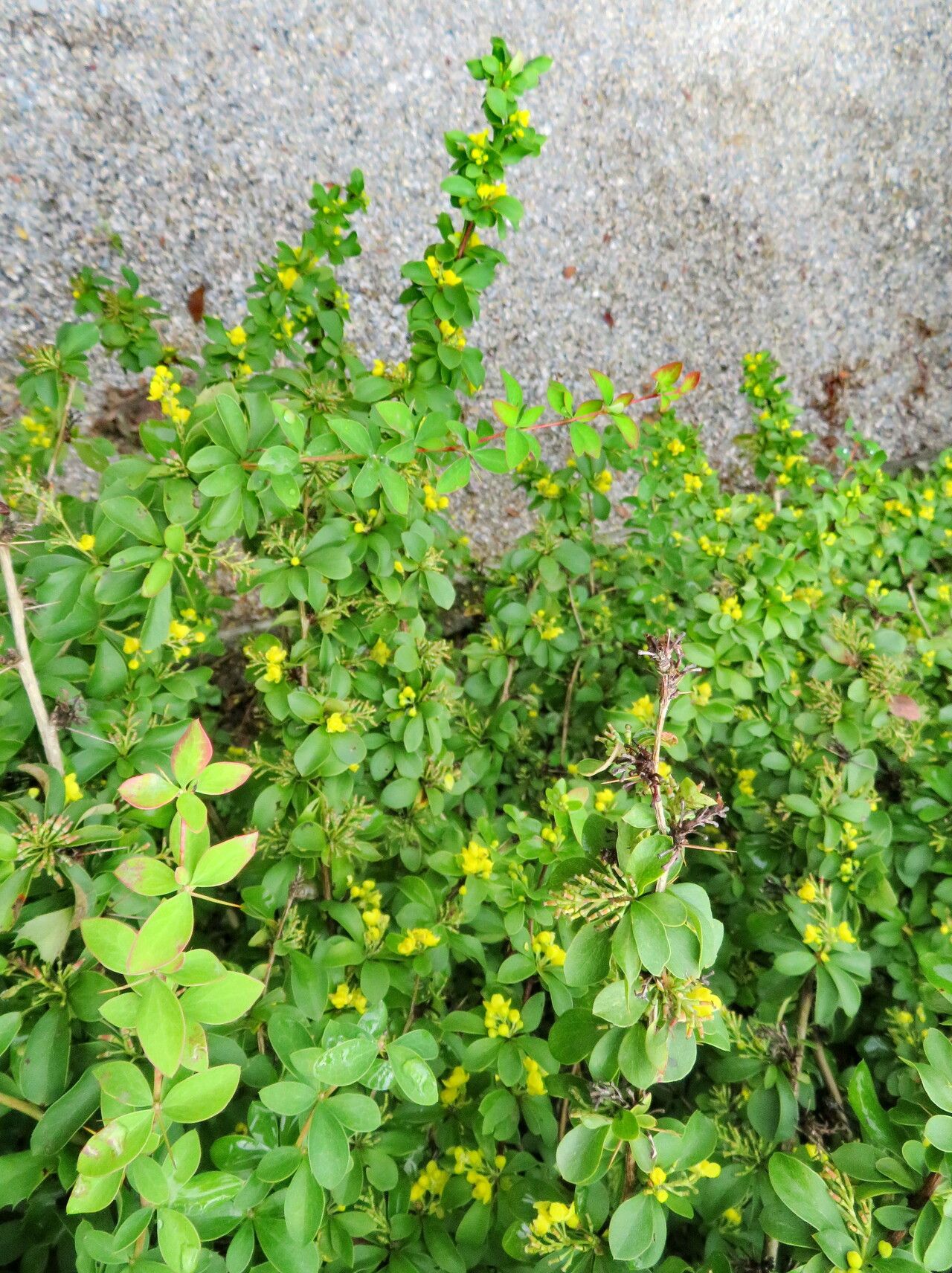 Berberis virescens — houseplant care guide