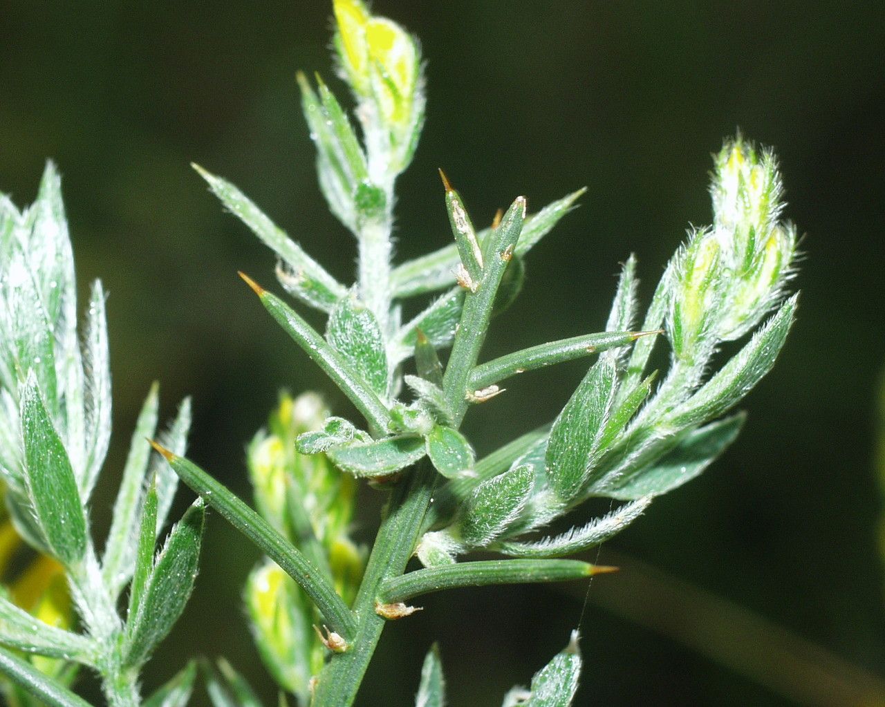 Genista tricuspidata leaf