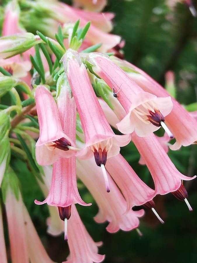 Erica nevillei flower