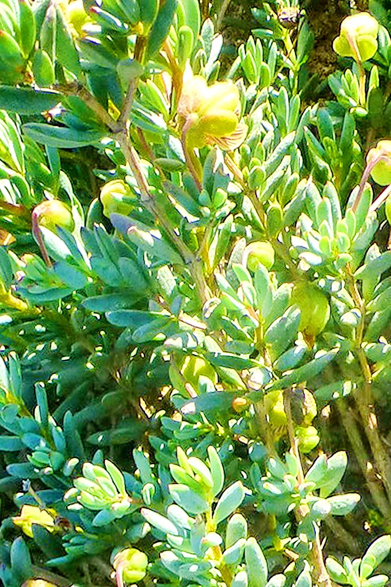 Roepera sessilifolia — houseplant care guide