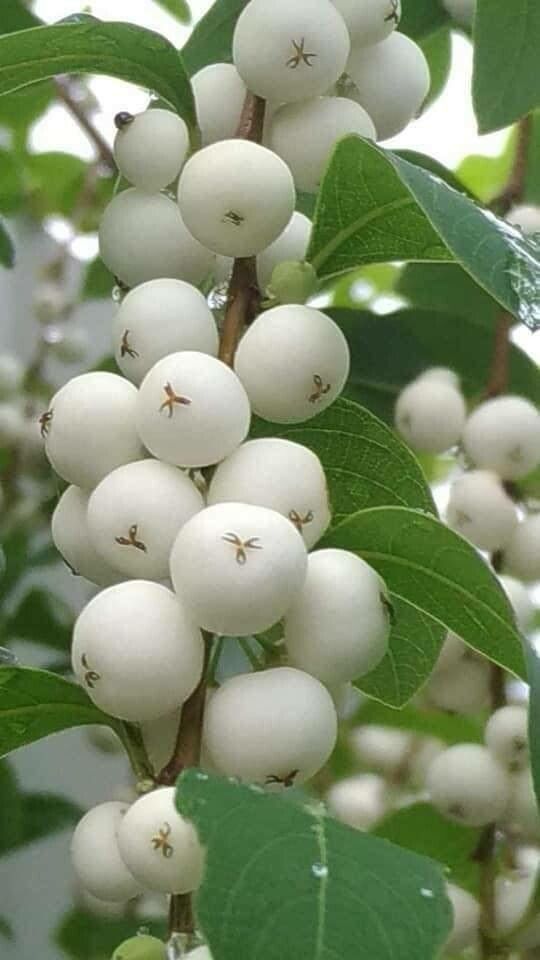 Flueggea virosa fruit