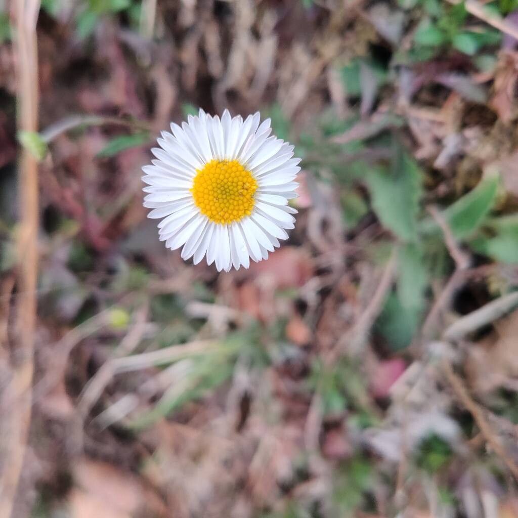Erigeron emodi — search result for 'Erigeron'
