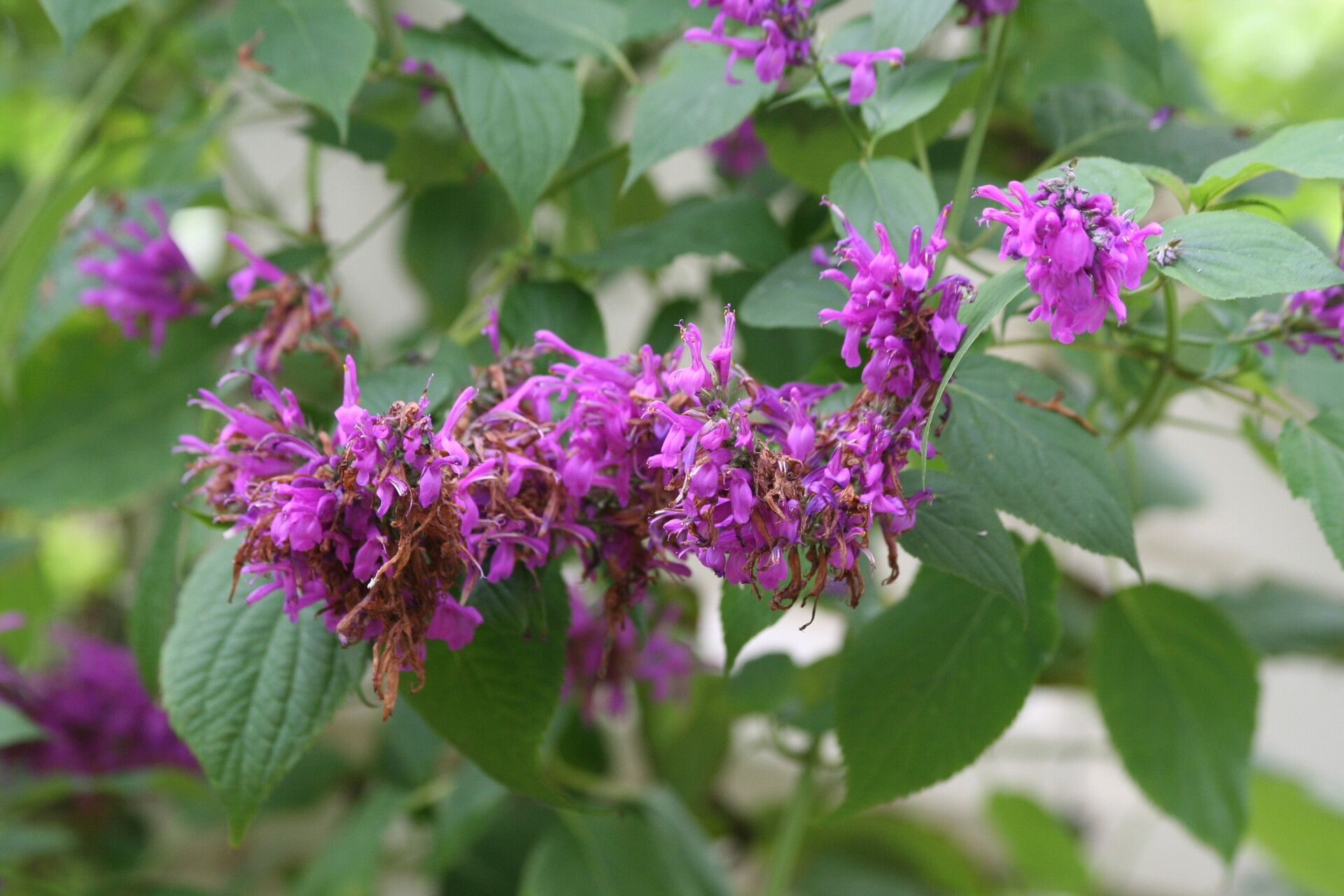 Salvia purpurea flower